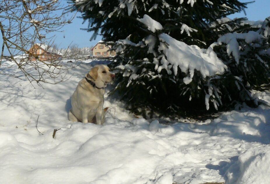 teď začíná série obrázků Sull a zase Suula